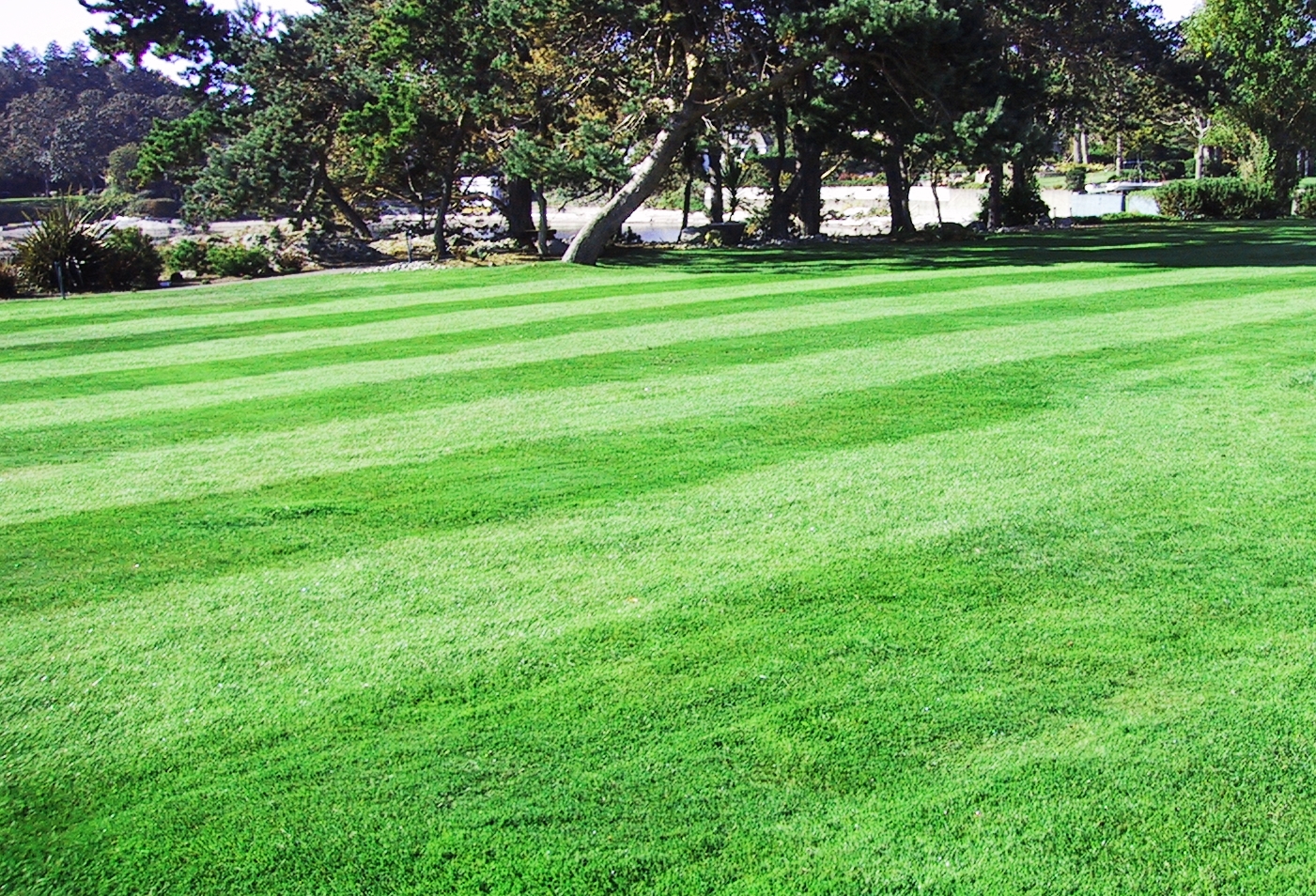 Beautiful turf lawn by tuf-turf Victoria BC