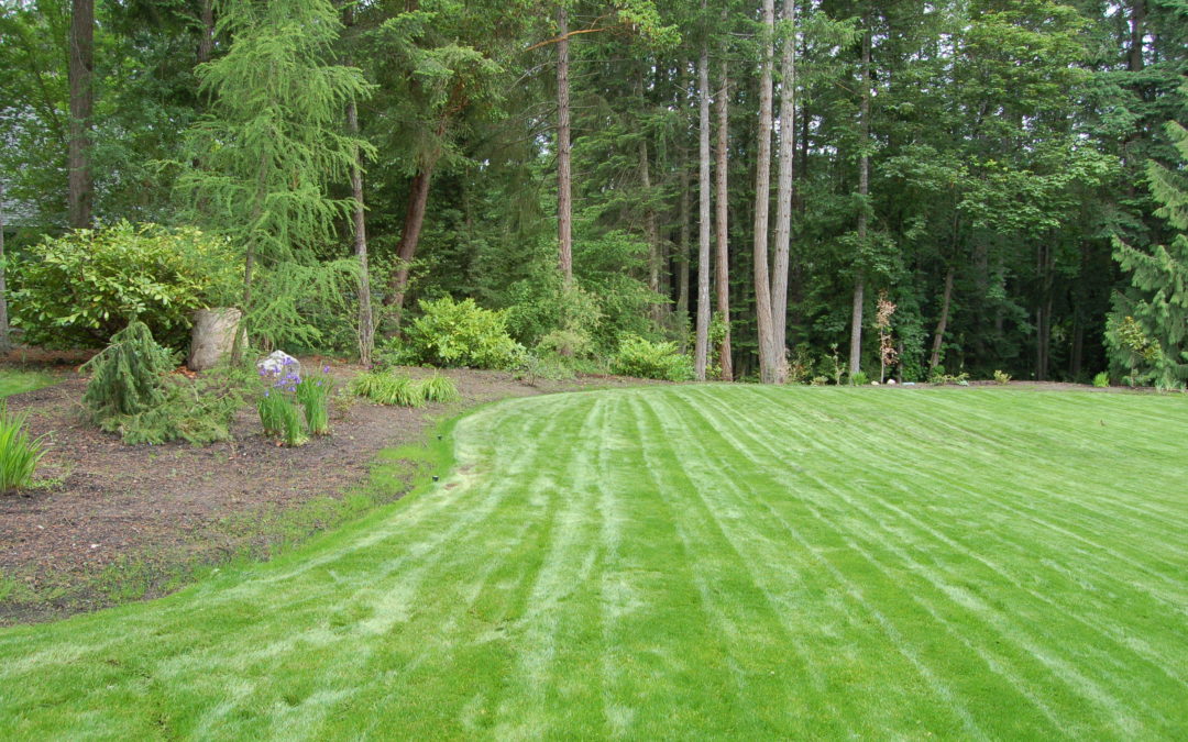 Spring Lawn Care Tips For Healthy Green Grass