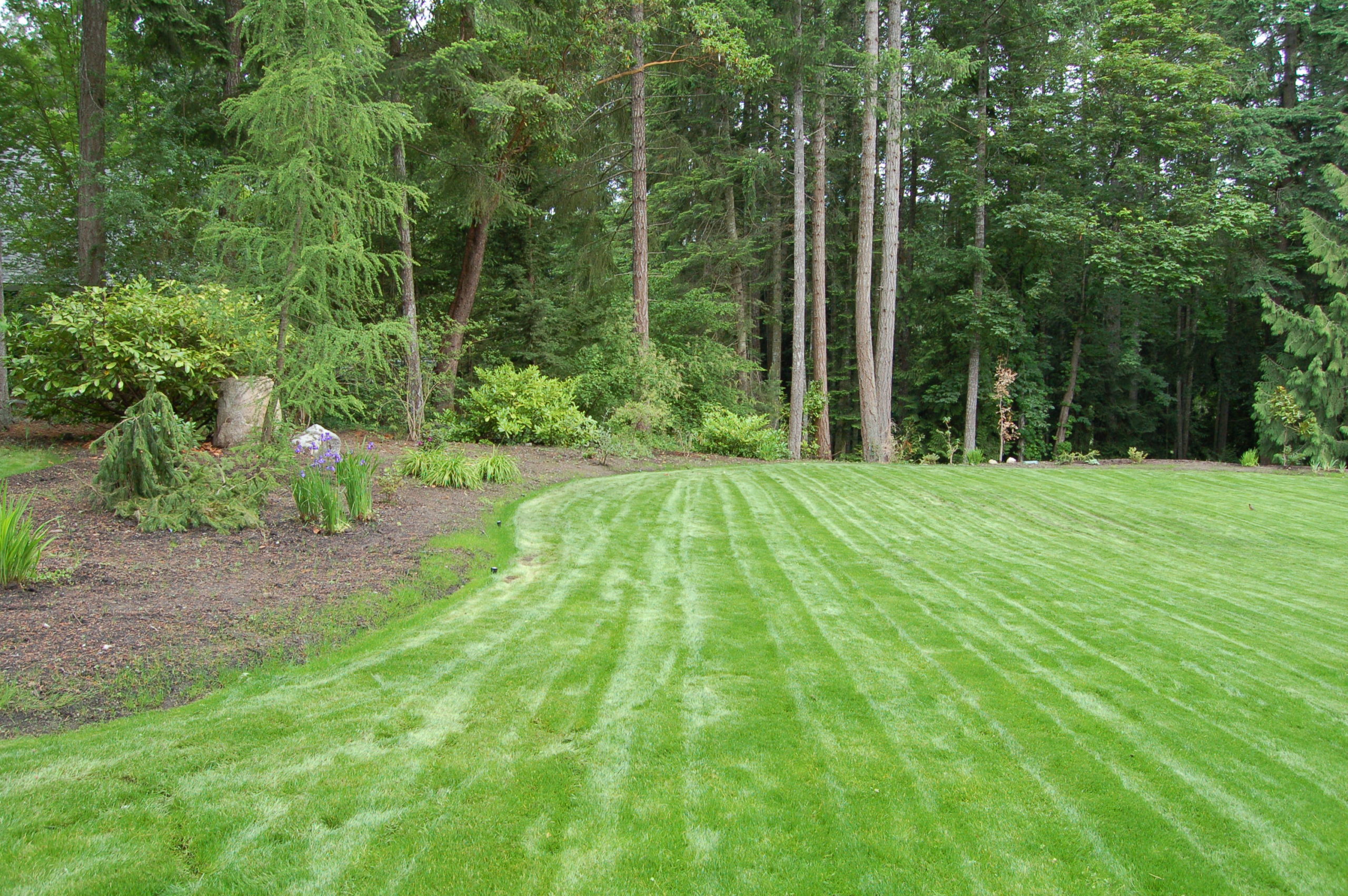 Deep green properly maintained lawn - tufturf Victoria BC