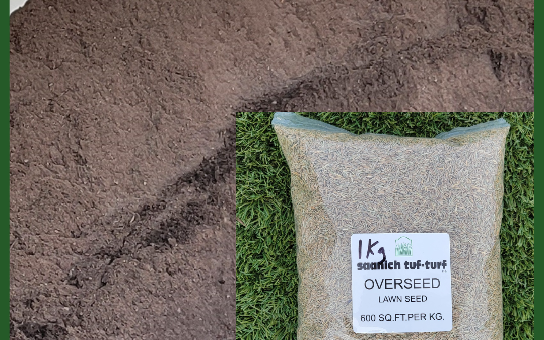 Overseeding Your Lawn – DIY Instructions