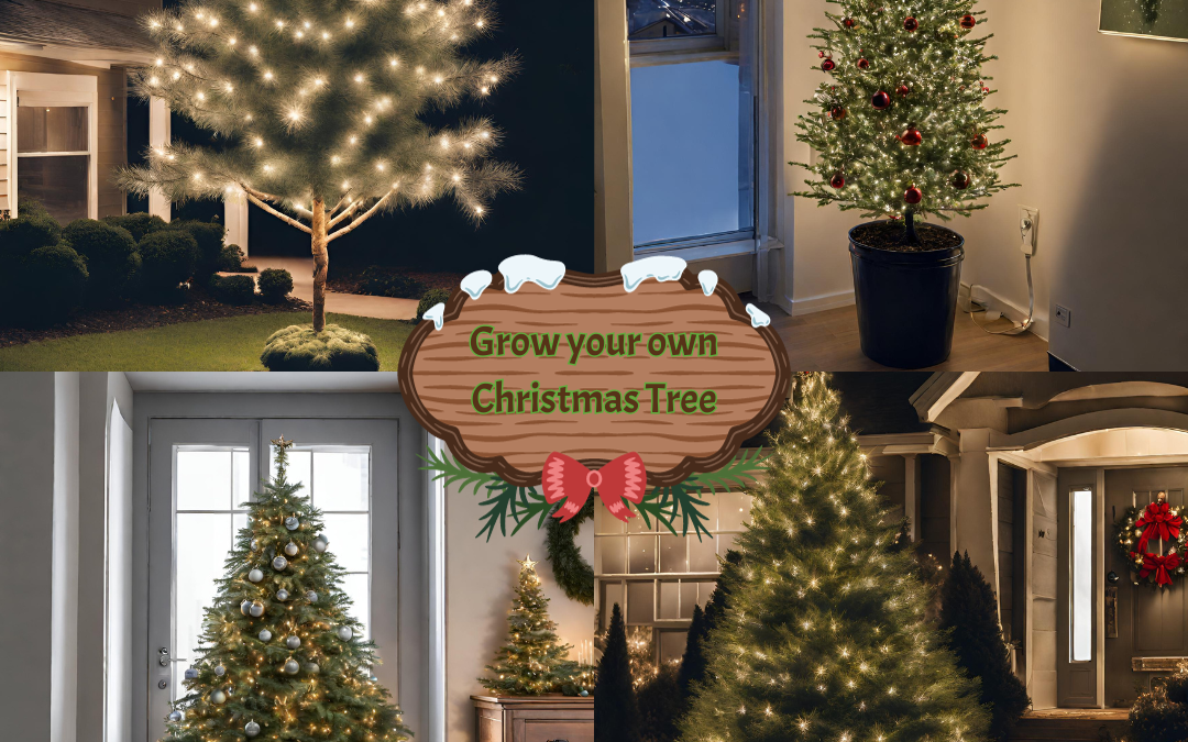 How to Grow your own Christmas tree from tuf-turf in Saanich