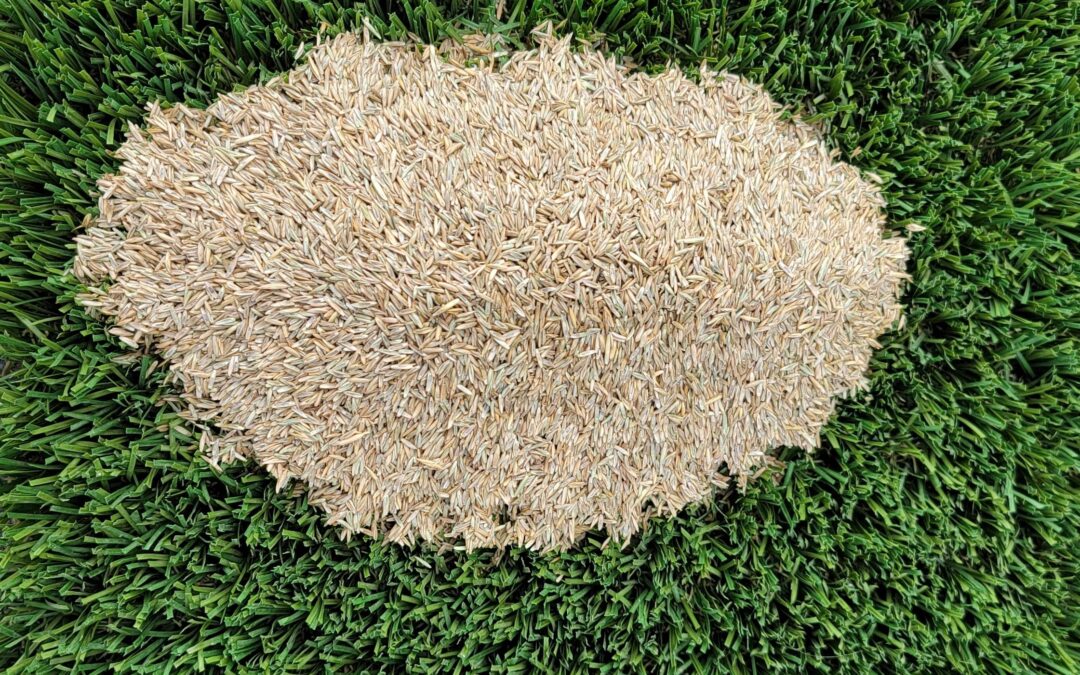 Lawn seed from tuf-turf in Victoria BC