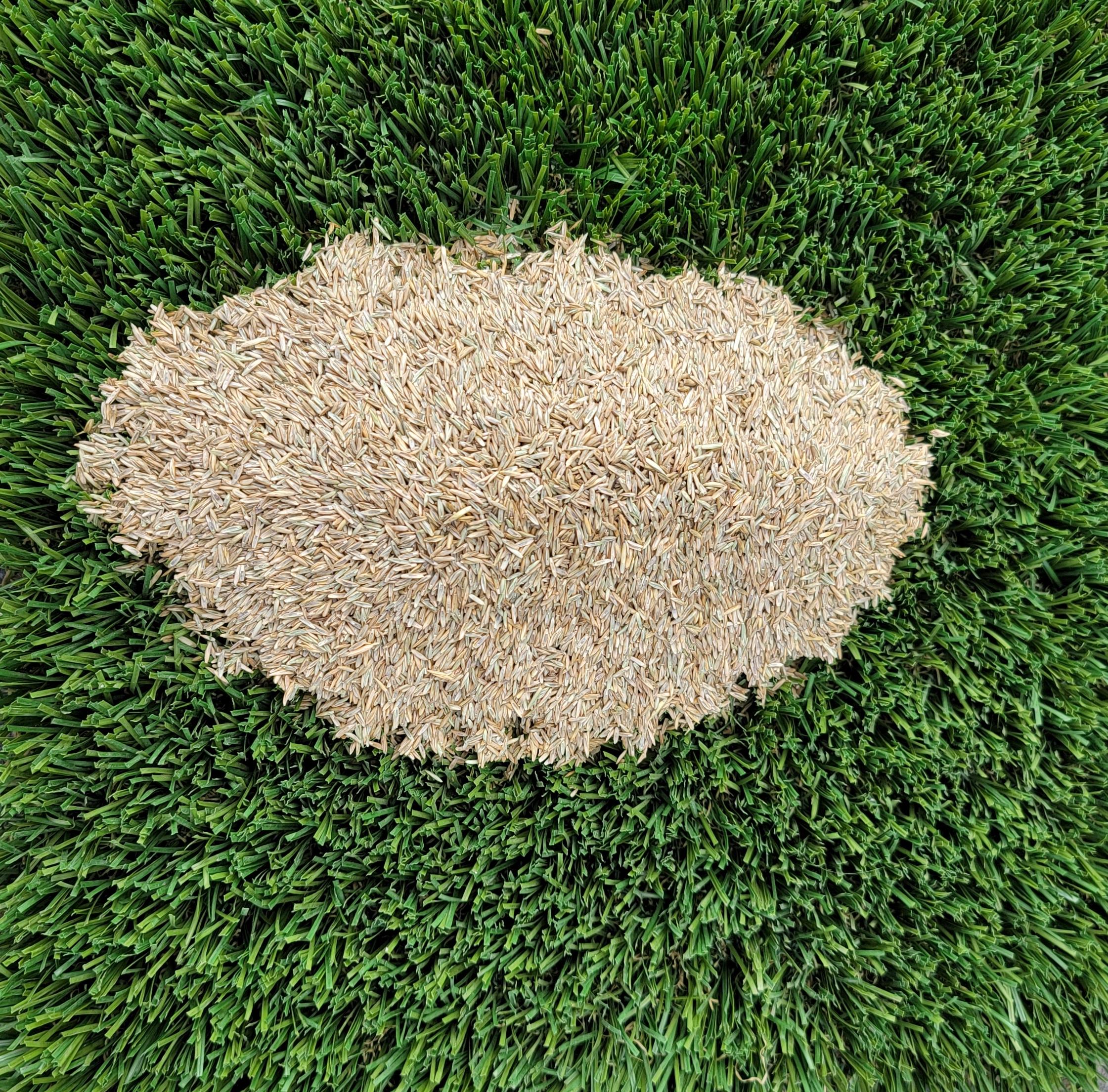 The Optimal Season for Planting Lawn Seed in Victoria BC A Guide to